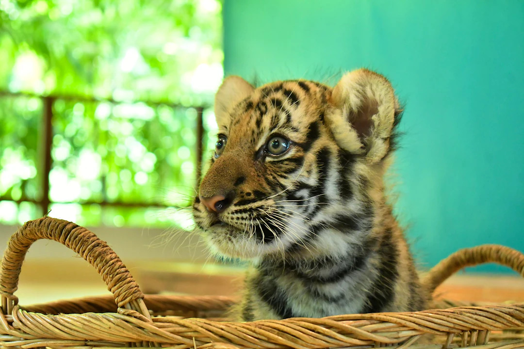 Tiger Park Pattaya Tickets Price